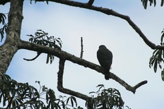 Accipiter bicolor