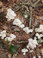 Ductifera pululahuana