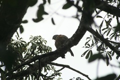 Accipiter bicolor