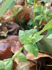 Mycosphaerella isariphora