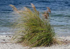 Austroderia richardii