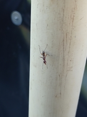 Taeniaptera trivittata