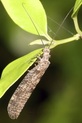 Archichauliodes diversus