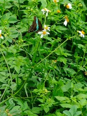 Graphium sarpedon connectens