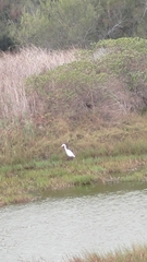 Ardea alba