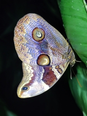 Catoblepia orgetorix