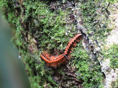 Helicorthomorpha