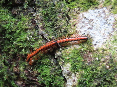 Helicorthomorpha