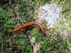 Helicorthomorpha