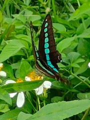 Graphium sarpedon connectens