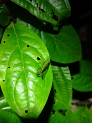 Paralappida limbativentris