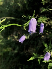 Adenophora polyantha