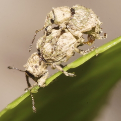 Brachyolus punctatus