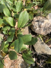 Salix reticulata