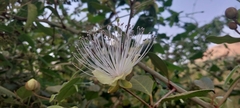 Capparis zeylanica