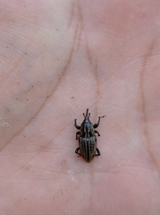 Sphenophorus australis