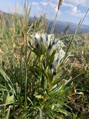 Gentiana algida