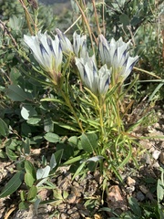 Gentiana algida