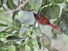 Thamnophilus multistriatus