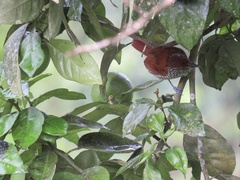 Thamnophilus multistriatus