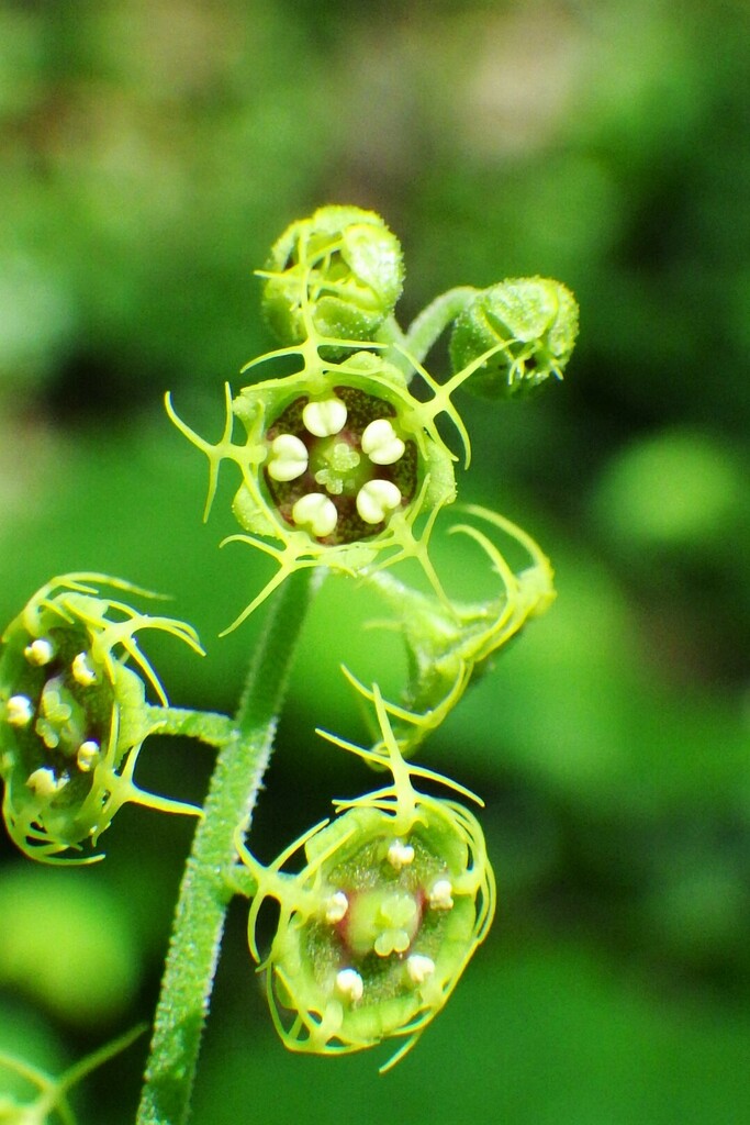 alpine miterworts