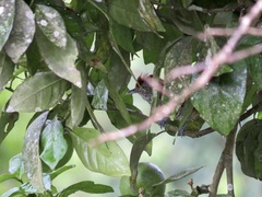 Thamnophilus multistriatus