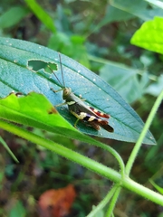 Apalacris varicornis