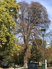 Aesculus hippocastanum