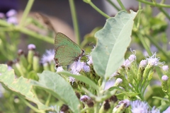Cyanophrys miserabilis