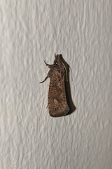Acrolophus walsinghami