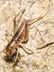 Hemiandrus