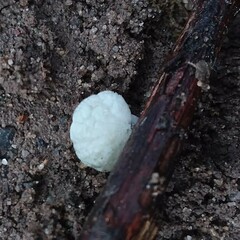 Marasmiellus candidus