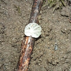 Marasmiellus candidus