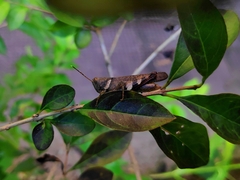 Apalacris varicornis