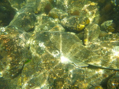 Platycephalus fuscus