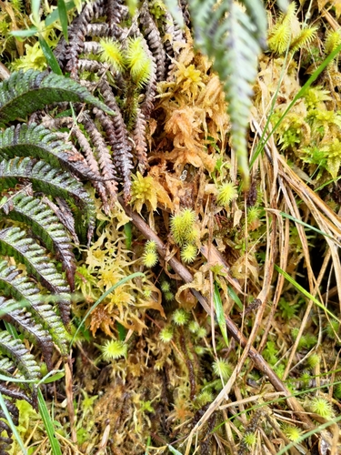 Breutelia arundinifolia observed 2022-12-09