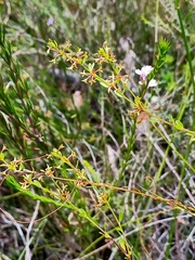 Pimelea curviflora