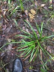 Carex lonchocarpa