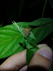 Euschistus cornutus