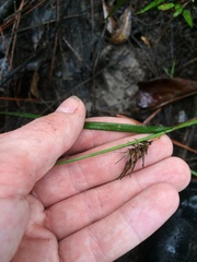 Carex lonchocarpa
