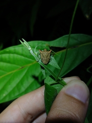 Euschistus cornutus
