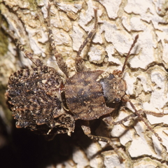 Syrphetodes marginatus