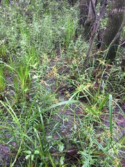 Rhynchospora corniculata