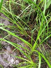 Rhynchospora corniculata