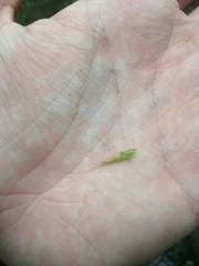 Rhynchospora corniculata