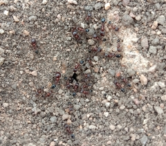 Trichomyrmex