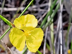 Xyris bracteata