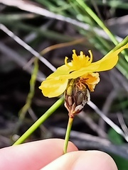 Xyris bracteata