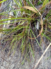 Xyris bracteata