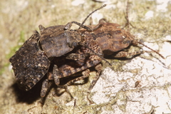 Syrphetodes marginatus